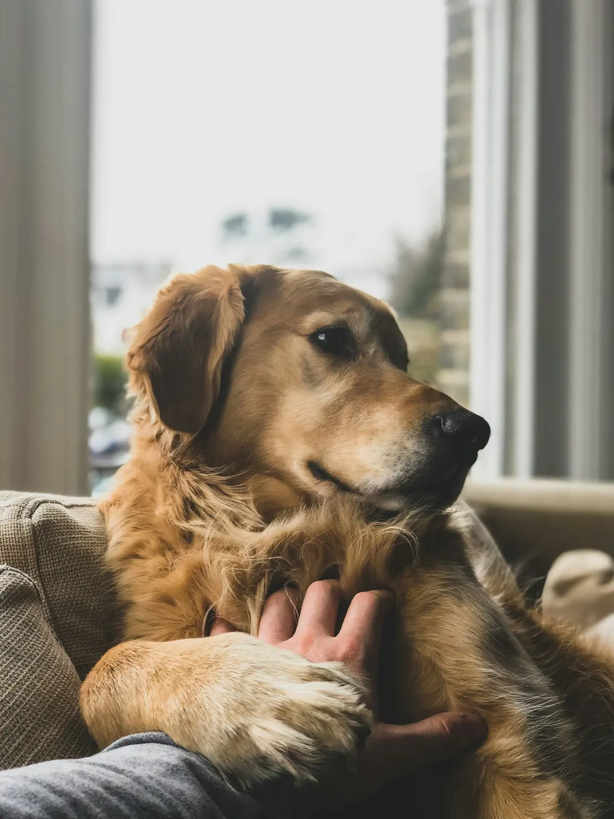 A golden retriever resting on a sofa, looking up at its owner, whose hand rests on its paw